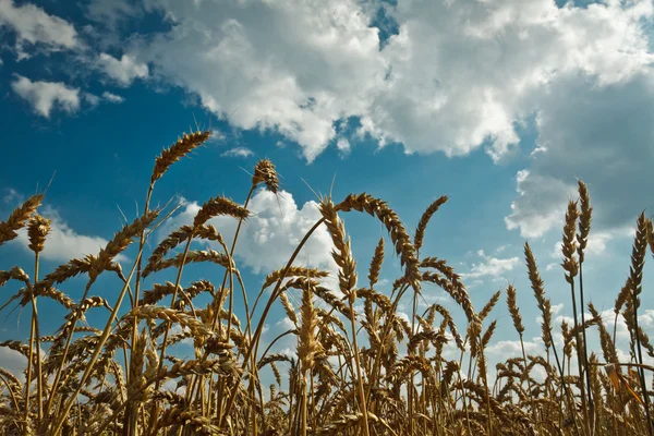 Goldener Weizen und idyllisch blauer Himmel — Stockfoto