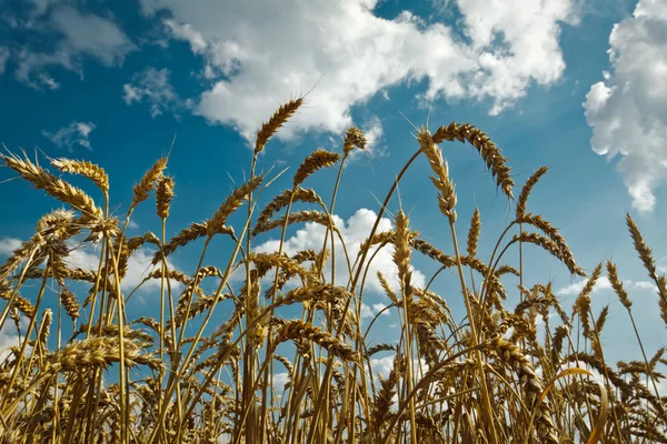 Zlatá pšenice s idylické modrá obloha — Stock fotografie