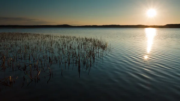Озеро с камышом на закате — стоковое фото