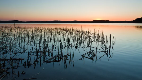 Gün batımında sazlık ile göl — Stok fotoğraf