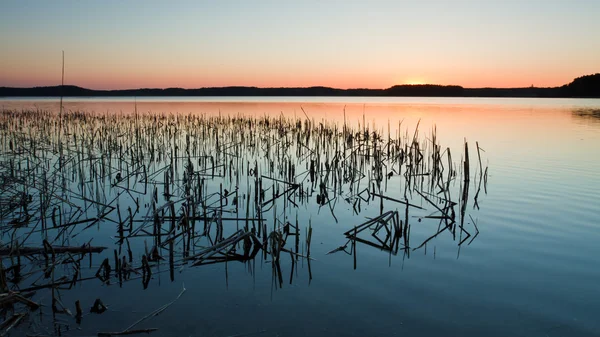 Gün batımında sazlık ile göl — Stok fotoğraf