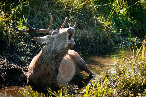 Majestic Bull take a bath — Stock Photo, Image