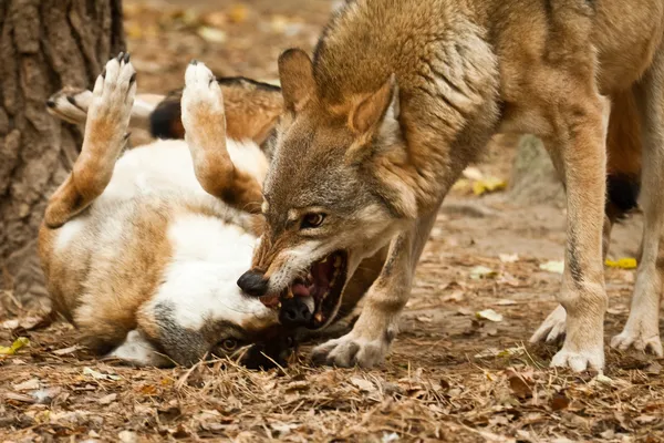 stock image Wolf fighting