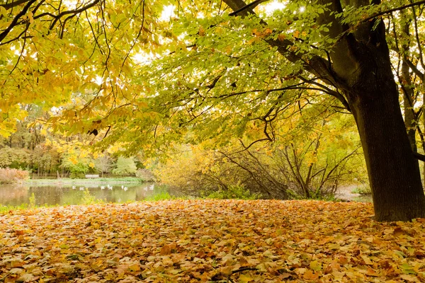 Hojas amarillas en el parque en otoño — Foto de Stock