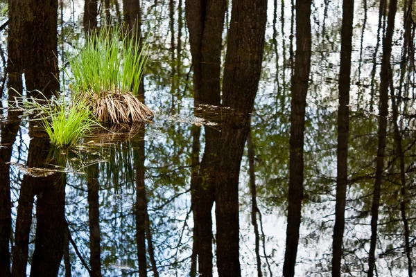 ウェット swampland を草します。 — ストック写真