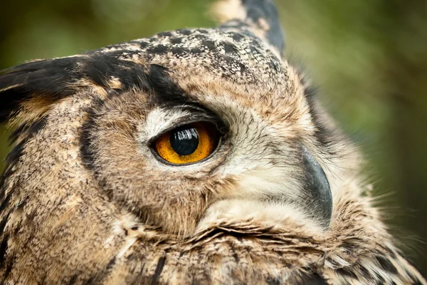 stock image Dusky eagle owl