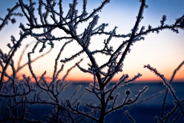 Frusen träd i vinter på sunrise — Stockfoto