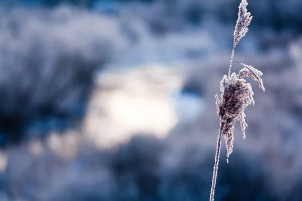 Frusen riverside i vinter på sunrise — Stockfoto