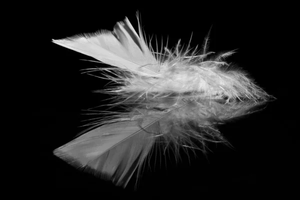反射面の上の鳥の羽 — ストック写真