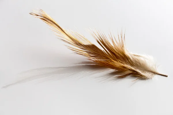 Pióro ptak na powierzchni odblaskowej — Zdjęcie stockowe