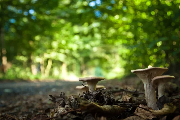 Cogumelos na trilha em plena floresta — Fotografia de Stock