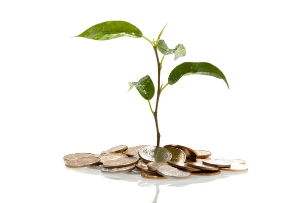 Plant on coins growing — Stock Photo, Image