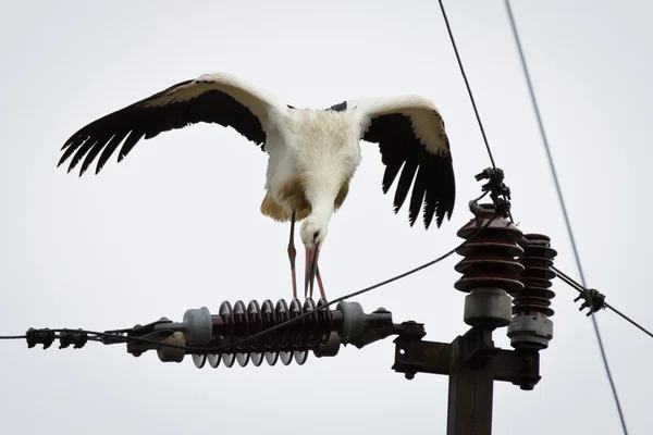 Weißstorch beißt Stromleitung — Stockfoto
