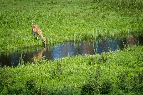Bebé ciervo agua potable del río —  Fotos de Stock