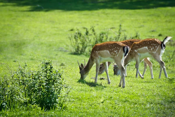 Bambino cervo mangiare erba sul prato — Foto Stock