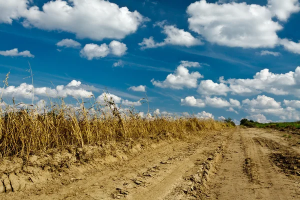Blue sky and road in the field — Stock Photo, Image