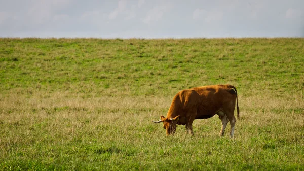 Vache mangeant de l'herbe dans la prairie — Photo