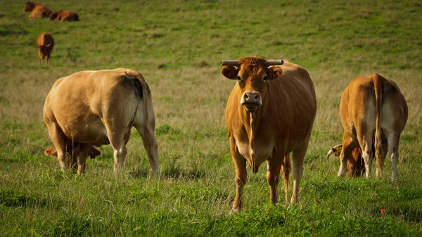 Gros taureau debout sur la prairie et mangeant de l'herbe — Photo