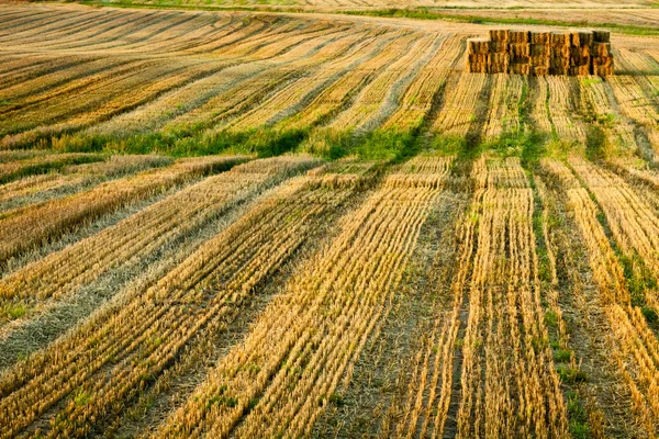 Stubble after harvest at summer — Stock Photo, Image