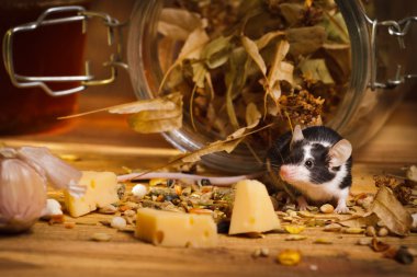 Mouse in basement feel cheese clipart