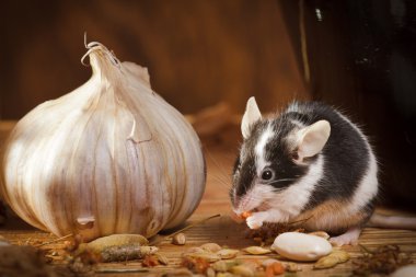 Small mouse with garlic in basement clipart