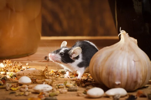 Pequeno rato cheirar algo na cave — Fotografia de Stock