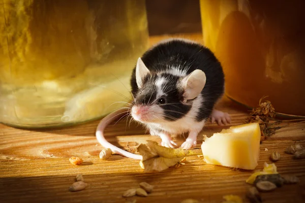 stock image Small mouse smell something in basement