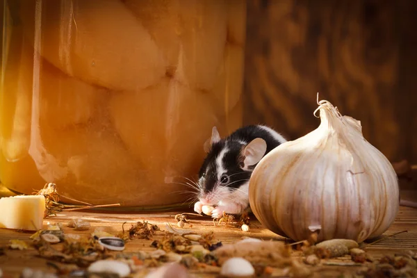 Pequeño ratón comiendo algo en el sótano —  Fotos de Stock