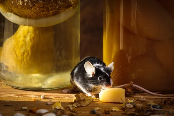 stock image Small mouse eating cheese in larder