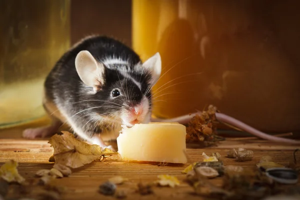 stock image Small mouse eating cheese in basement