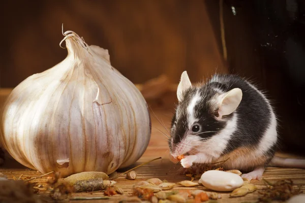 stock image Small mouse with garlic in basement