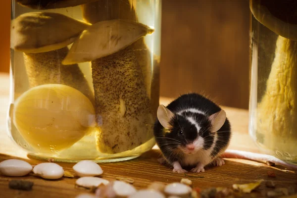 Stock image Small mouse with jar and mushroom in basement