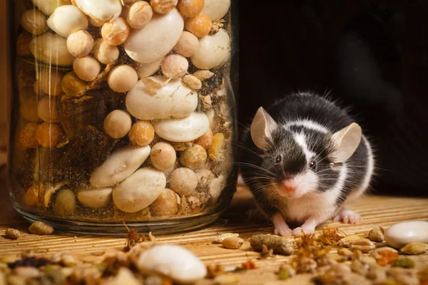 Ratón en el sótano viejo con hierbas — Foto de Stock