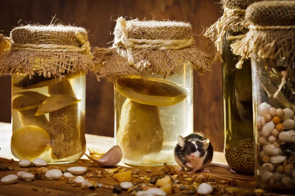 Small mouse with jars in basement — Stock Photo, Image