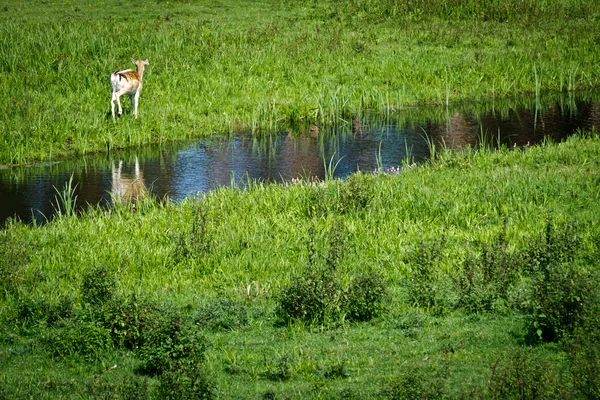 Baby deer walking near river — Stock Photo, Image