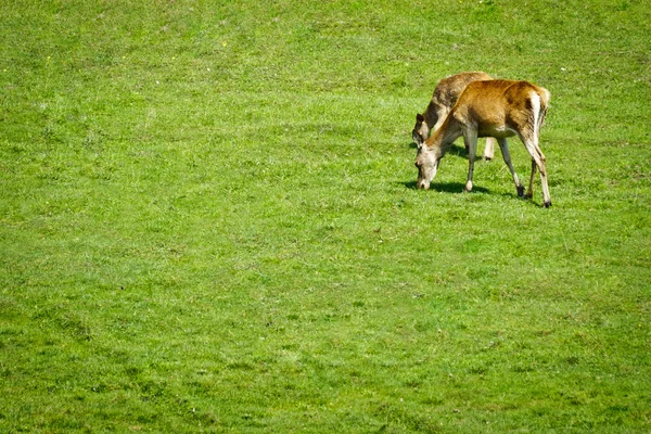 2 つの鹿が牧草地で草を食べて — ストック写真
