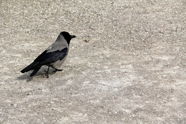 Uccello che cammina sulla ghiaia — Foto Stock
