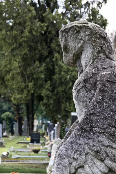 Falcão, protetor do cemitério — Fotografia de Stock