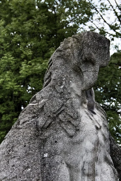 Majestätischer Falke — Stockfoto