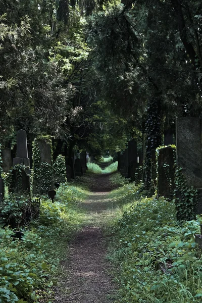 Camino salvaje del cementerio — Foto de Stock