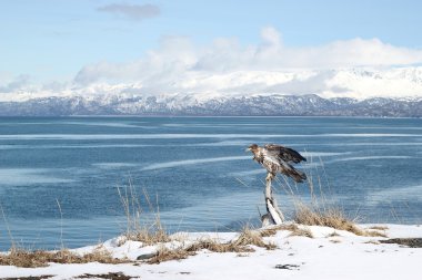 Immature bald eagle in winter clipart