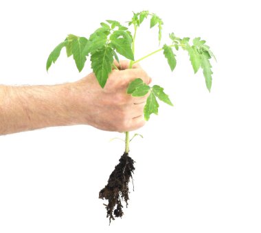 Plant in hand clipart
