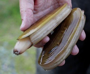 Handfull of fresh razor clams clipart