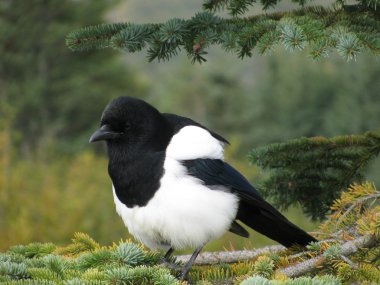 Puffed up magpie clipart