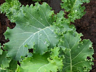 Kale in the garden clipart