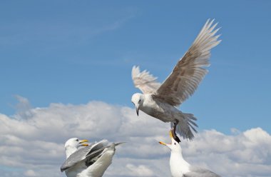Gull interactions clipart