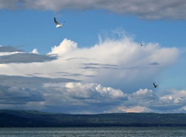 Kittiwakes in the clouds clipart