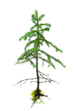 Isolated uprooted small spruce tree clipart