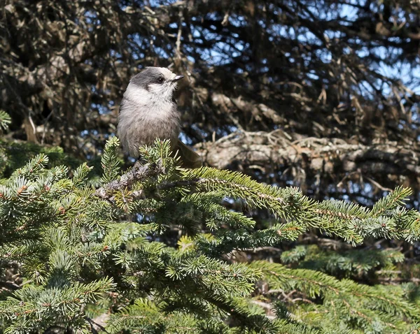 Grey Jay in spruce — Stock Photo, Image