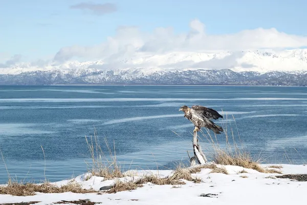 Onvolwassen bald eagle in de winter — Stockfoto
